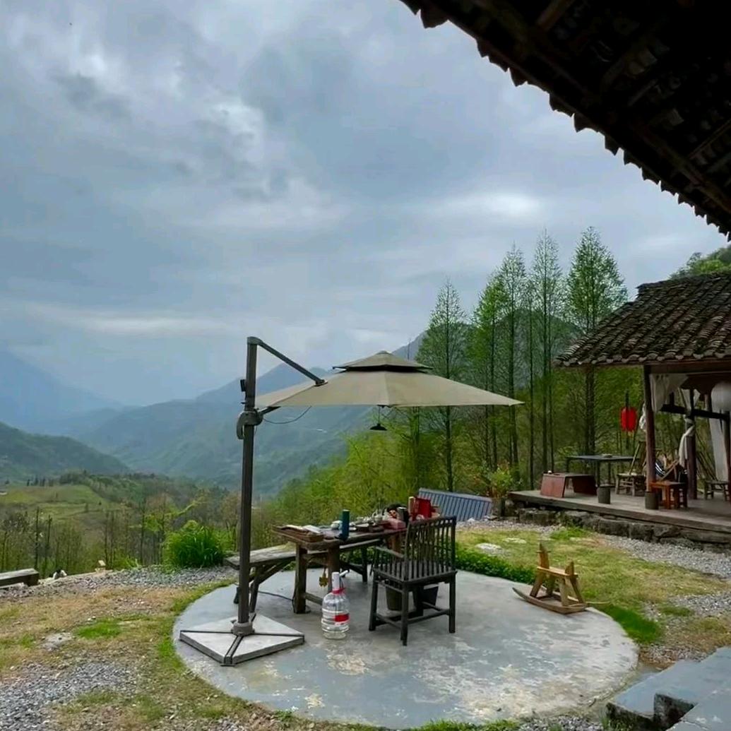 杨曦涵  上寨古树茶