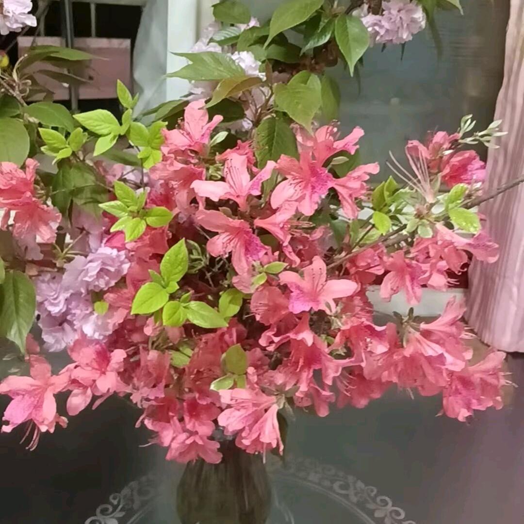 蓉儿