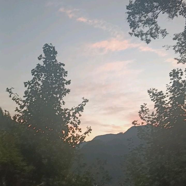 黄莲没有相思苦😂😂