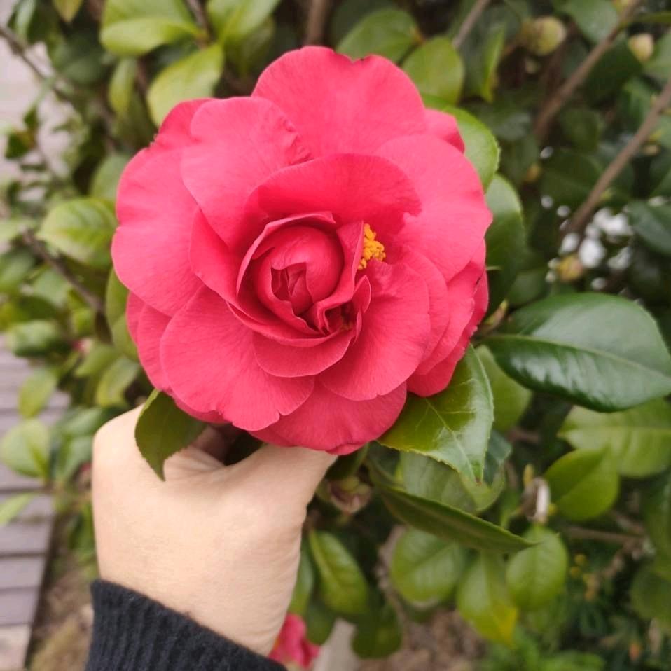 忘忧草