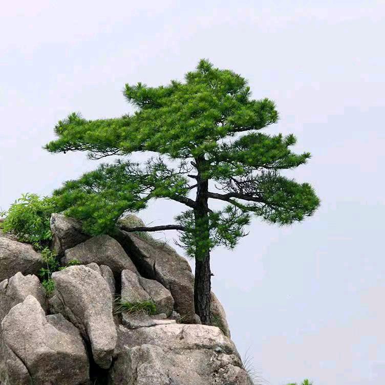 阿松