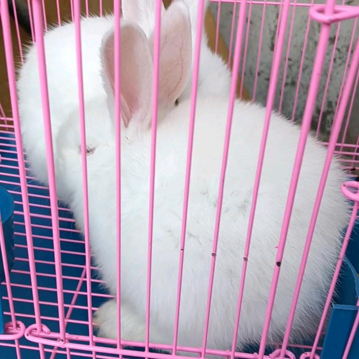 xiao陈。