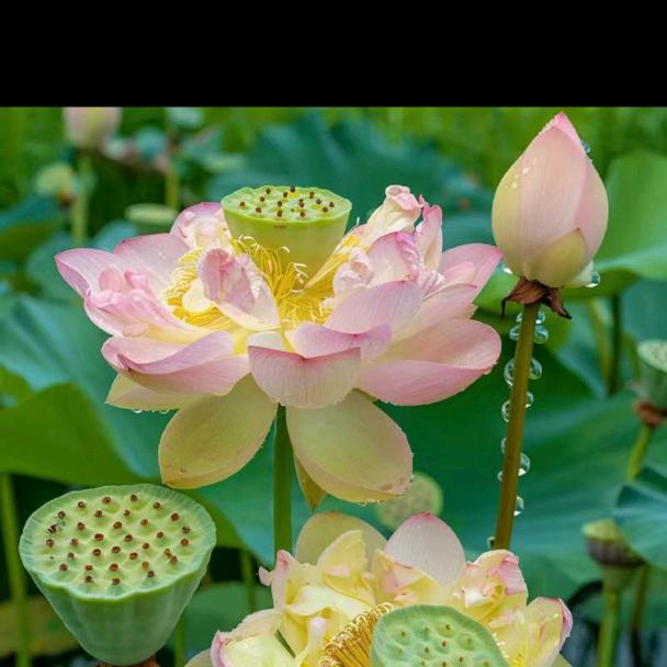 芸姐