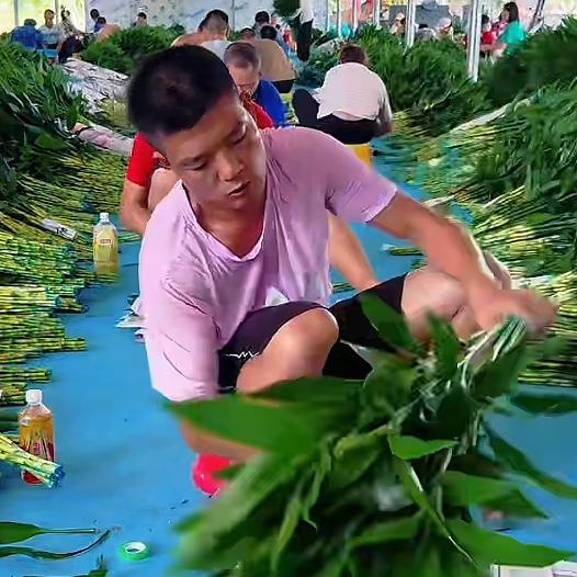 海南富贵竹源头基地