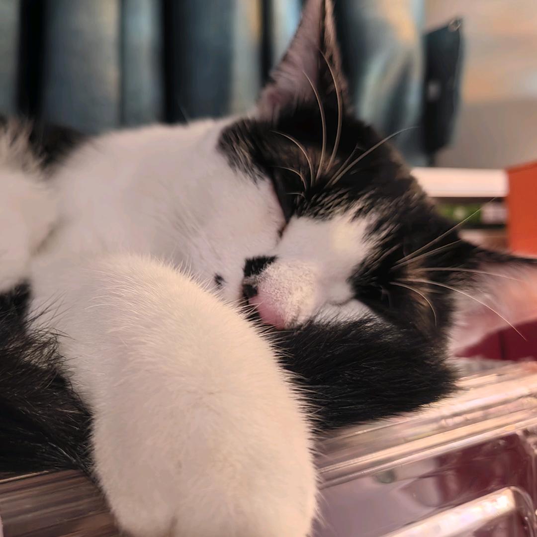 起熊猫
