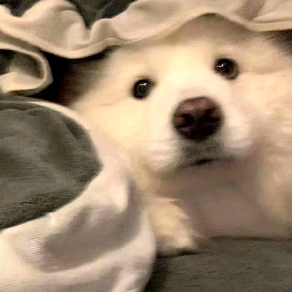 💭小熊