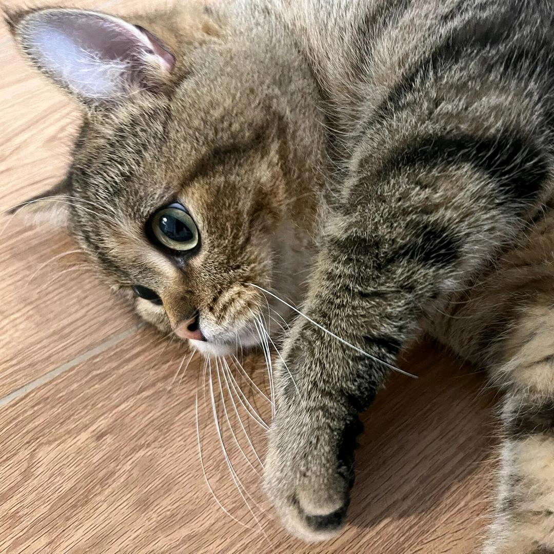 魏W