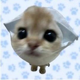 可是这也不是果子