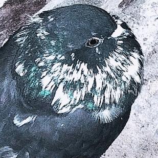 新疆翻翻小銰鸽舍<小艾推广>
