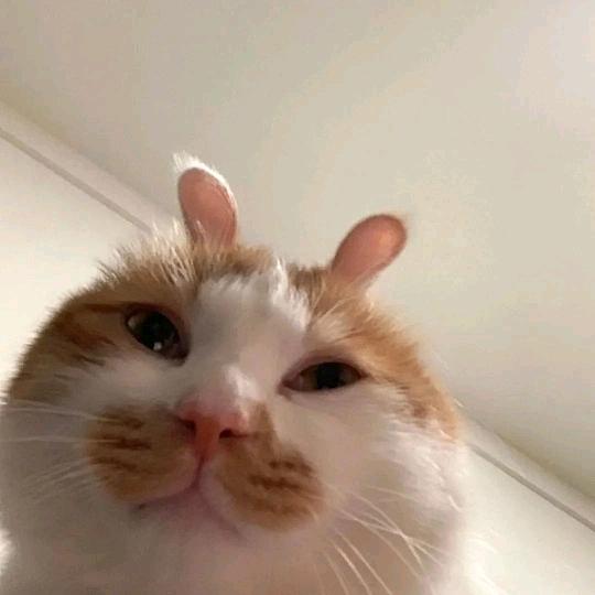 五彩斑斓的黑魔仙