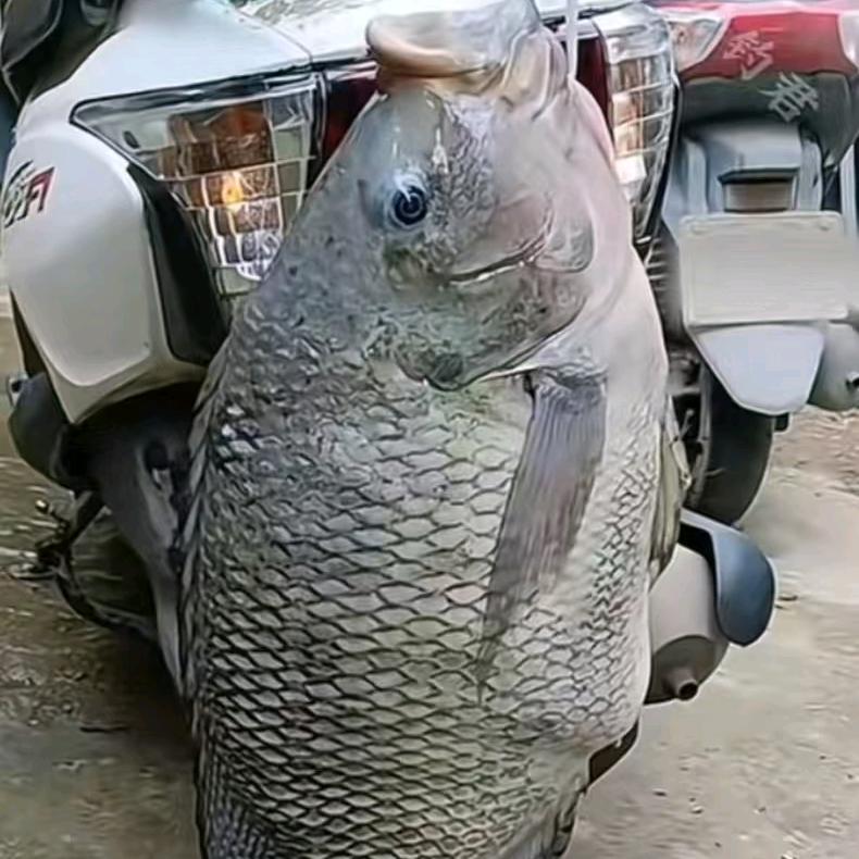 才哥