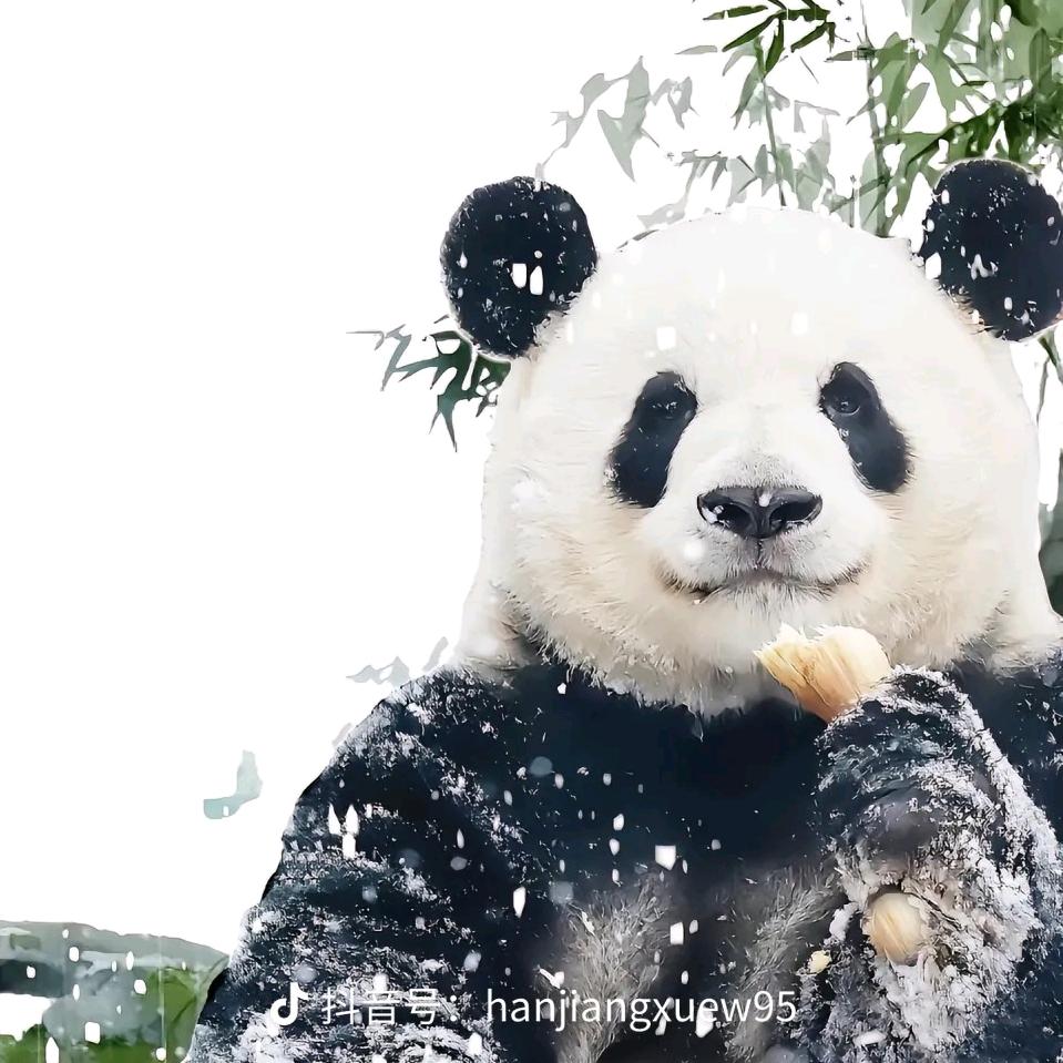 马踏东京赏樱花