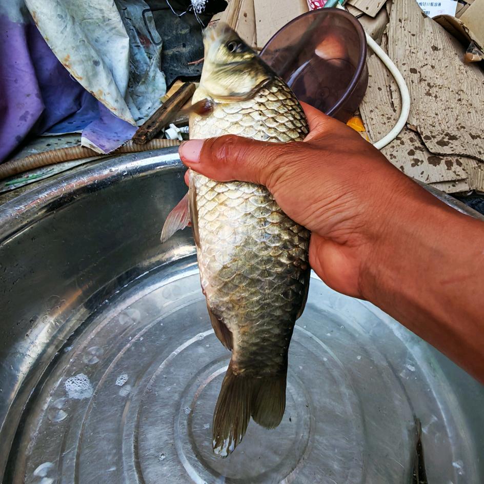 鲫鲫如律令🎣