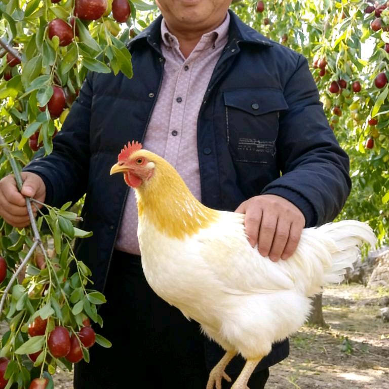 林哥养鸡场