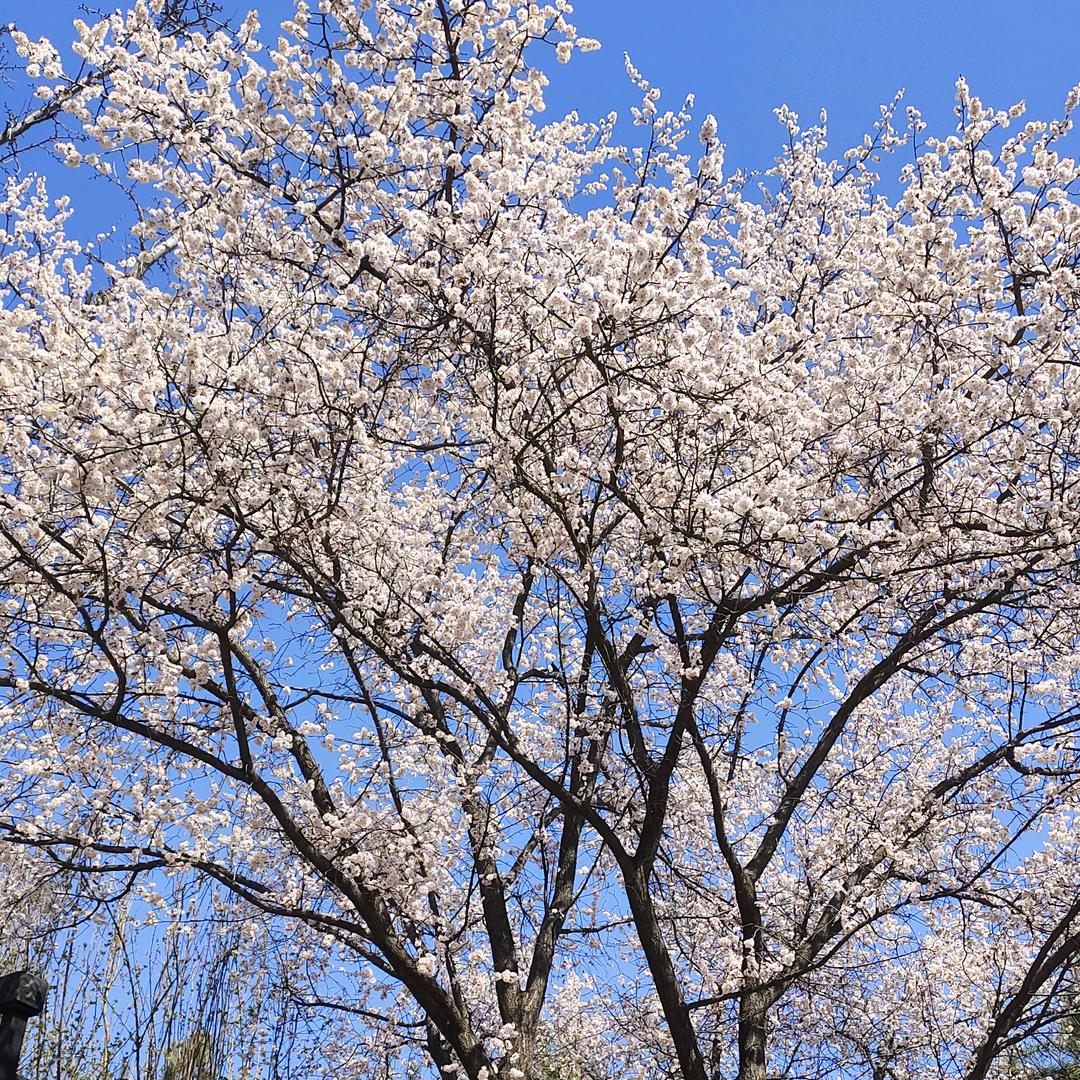 独孤芷昭