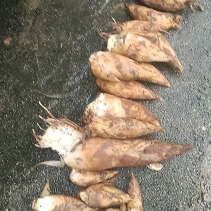 猪鸡鱼笋