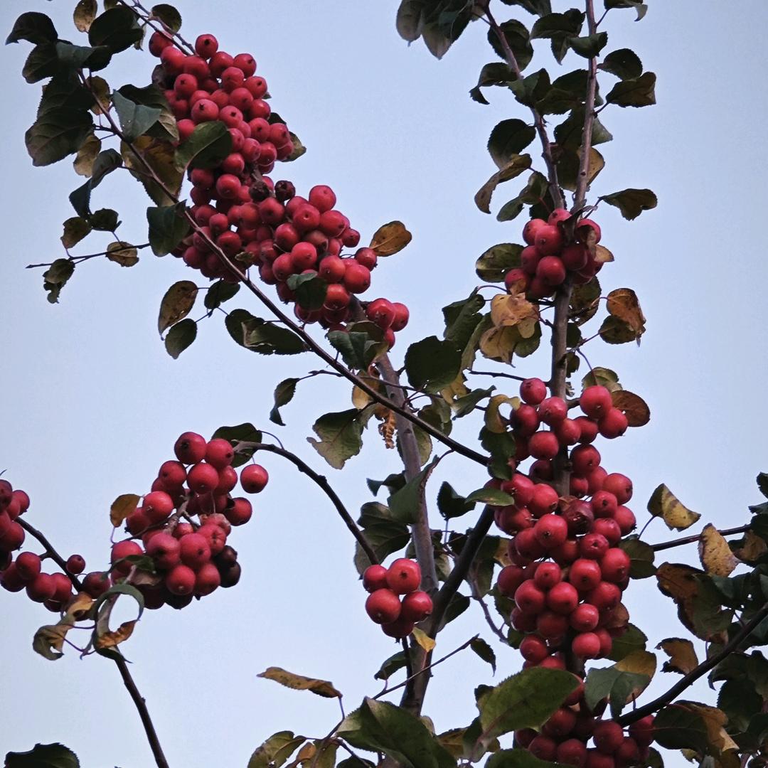 🍎吉县苹果🍎小妹