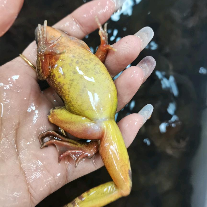 河鲜