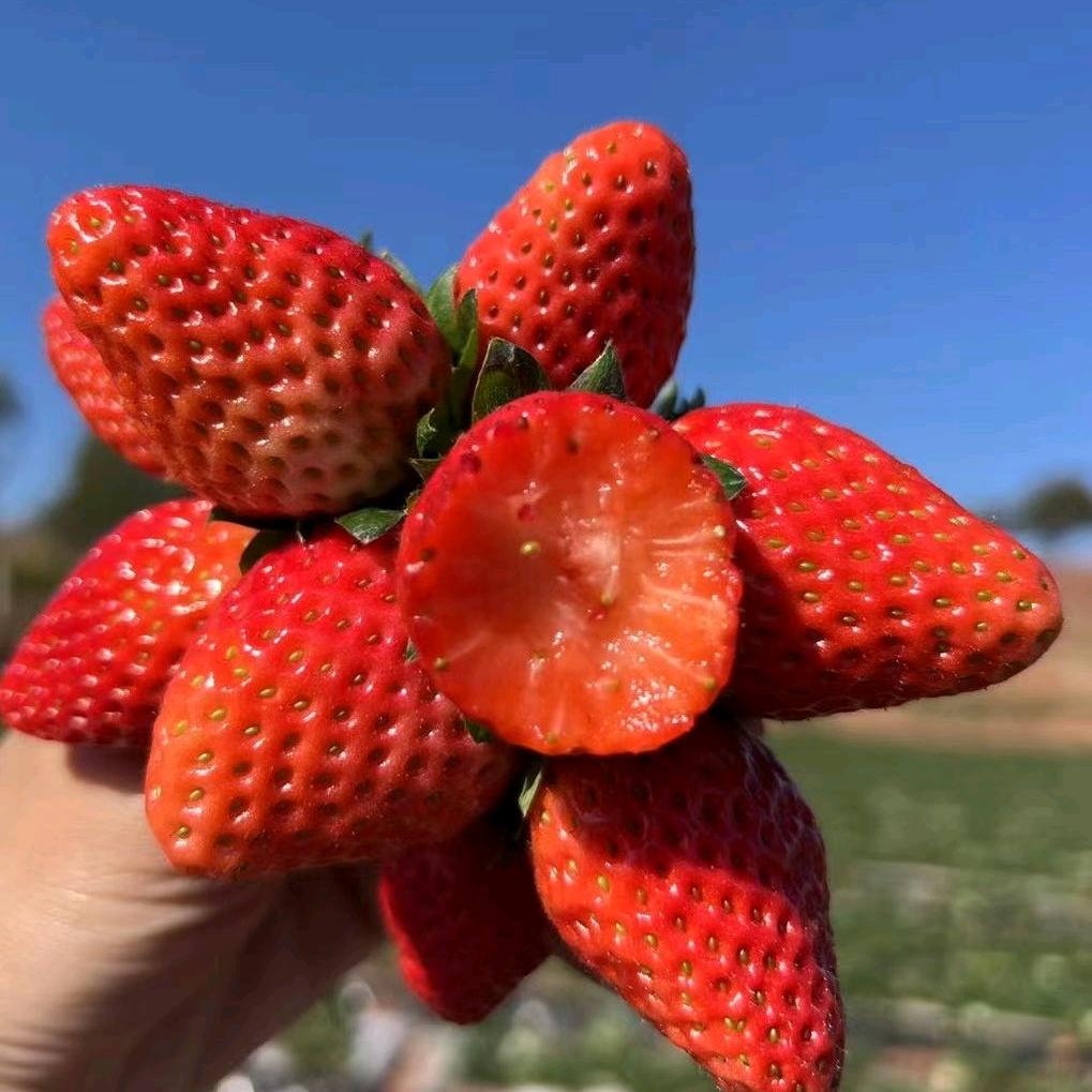大凉山月城果仓