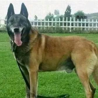 半世忧伤 花白了谁的年华