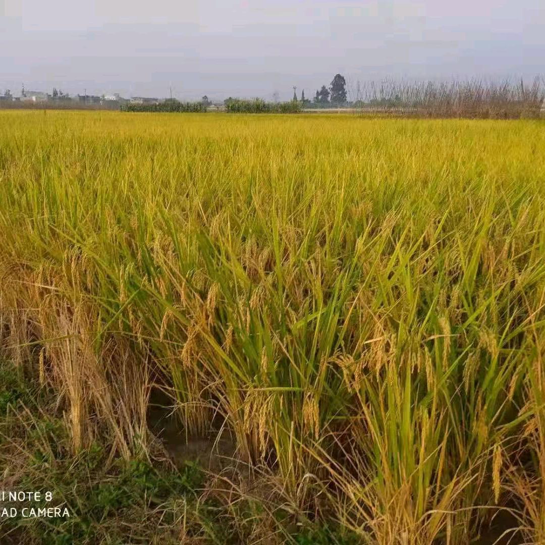 小寇