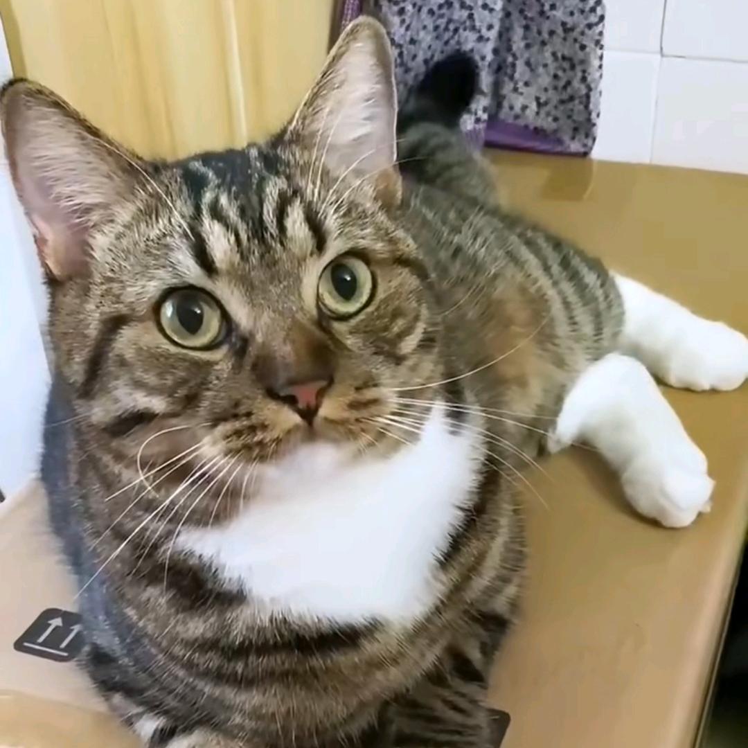 秀姐的猫狗日记