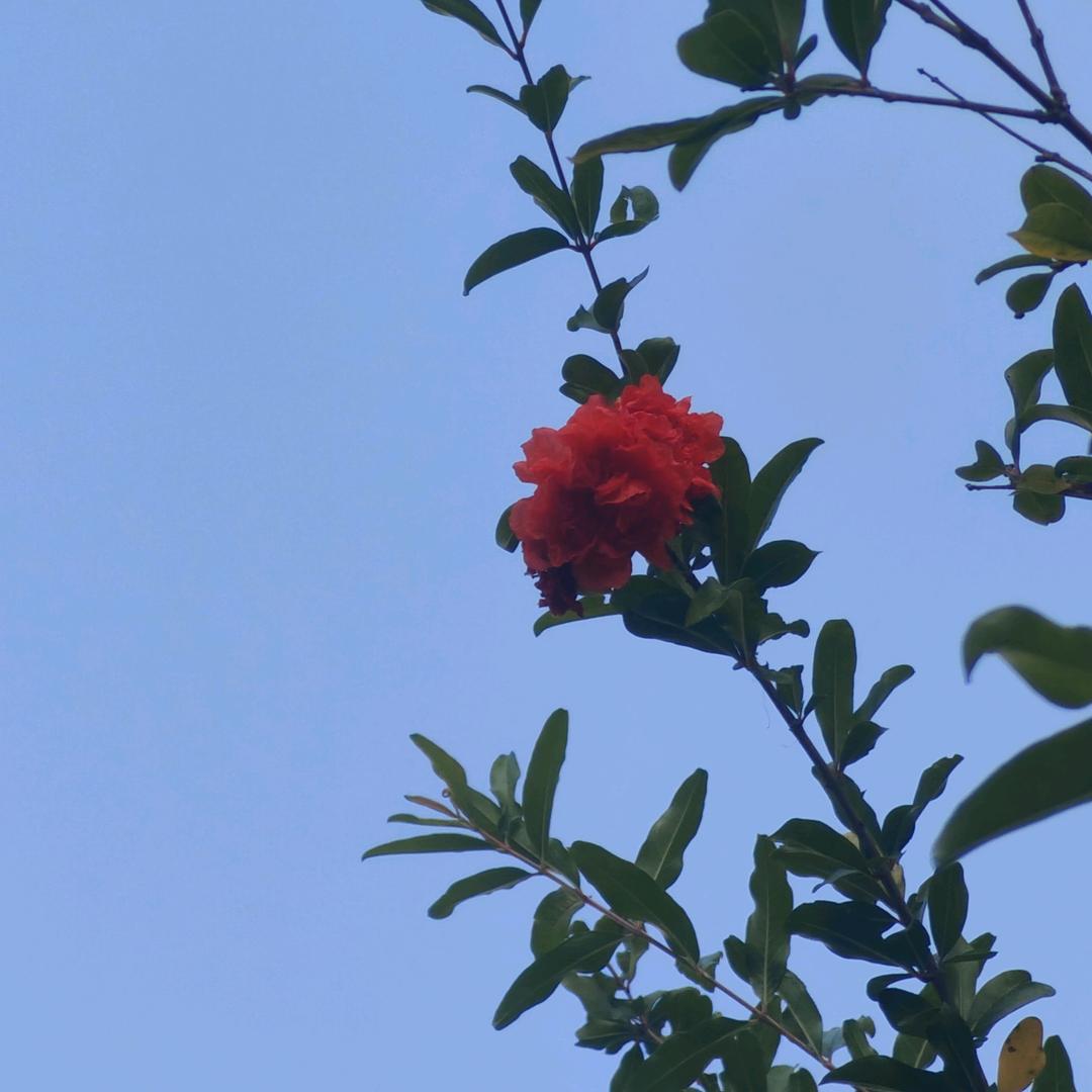 🌸浪💋涛💭沙🌸