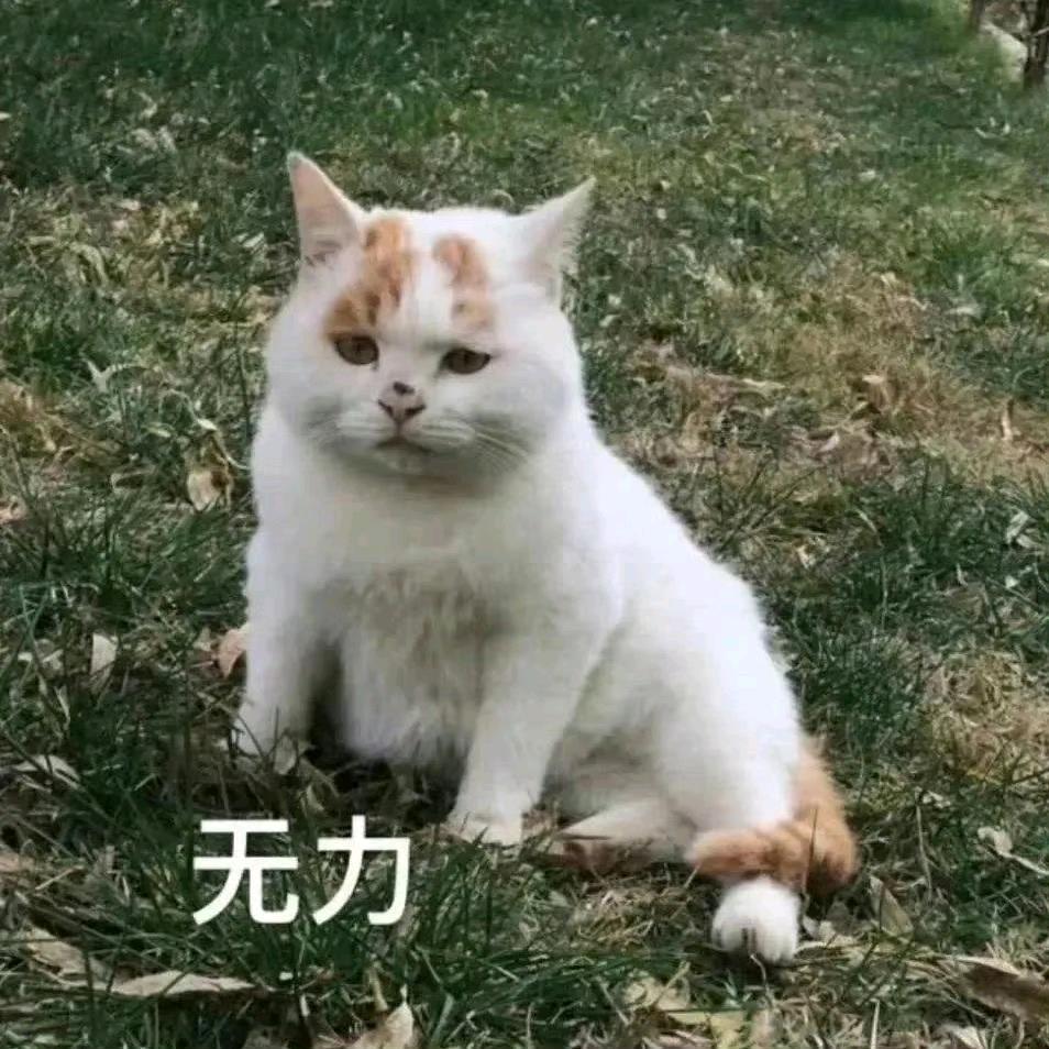 椰小熊崽