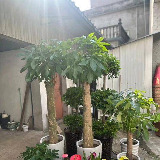 768排档，小姐姐