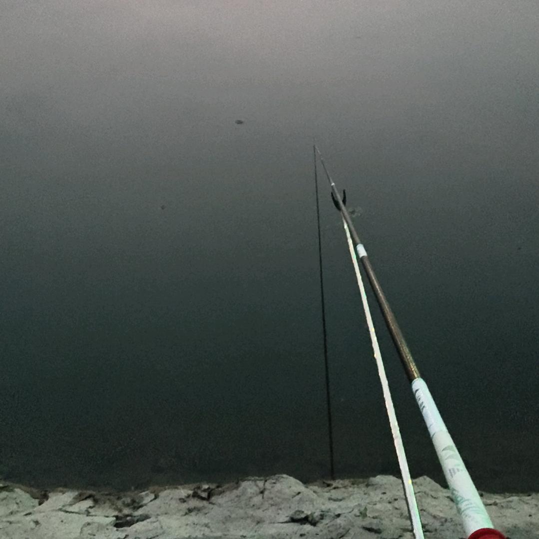 🌈鱼渔魚