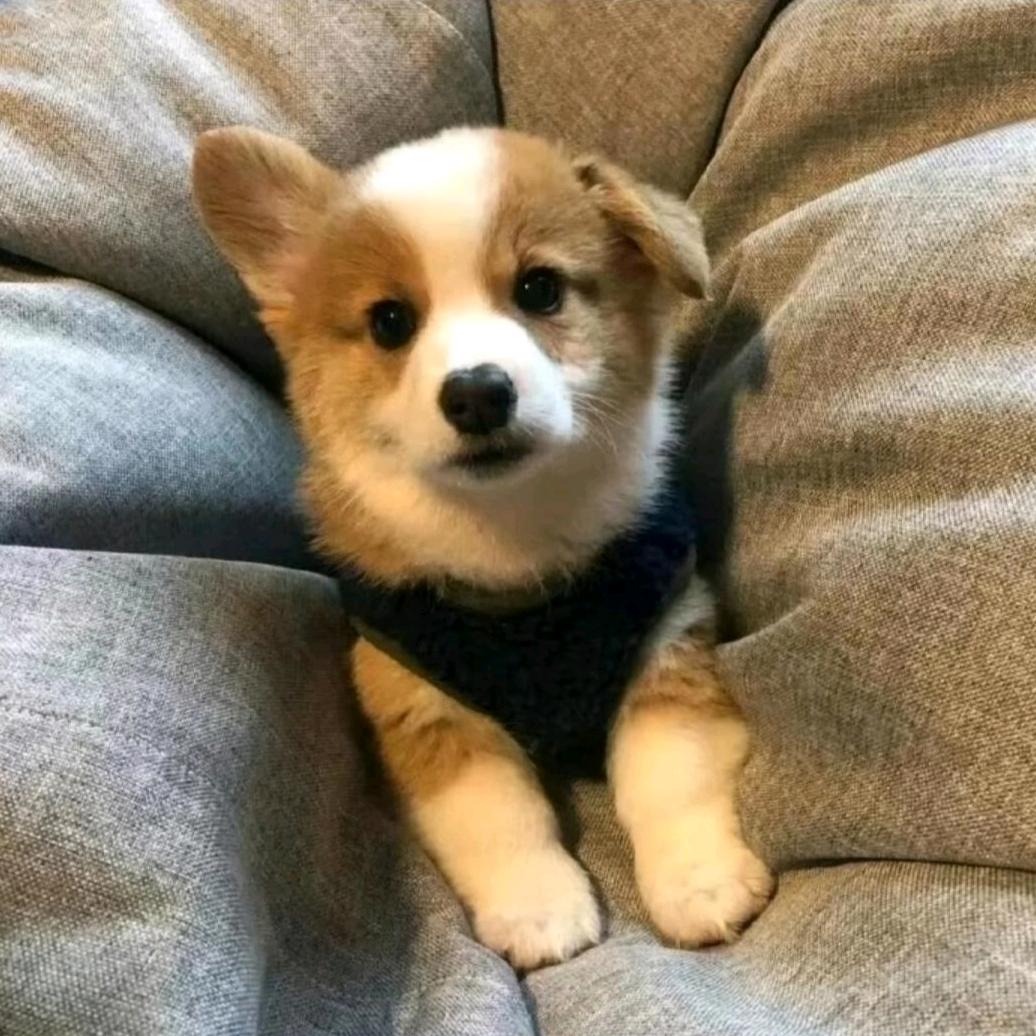 🐕