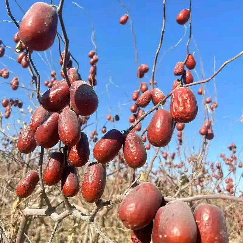 新疆小玉枣影影