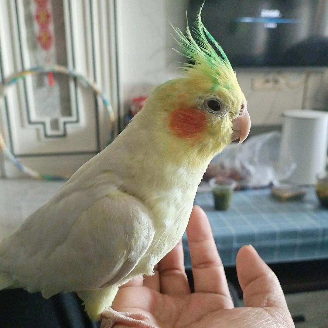BIAOGE