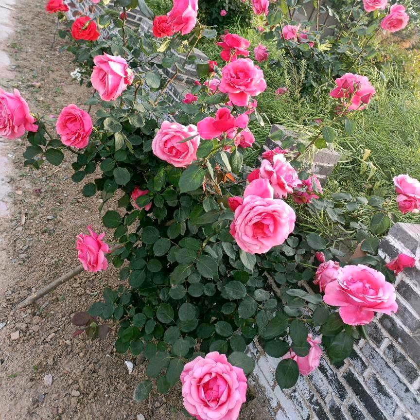 🌹琴姐🌹好人一生平安健康🌹