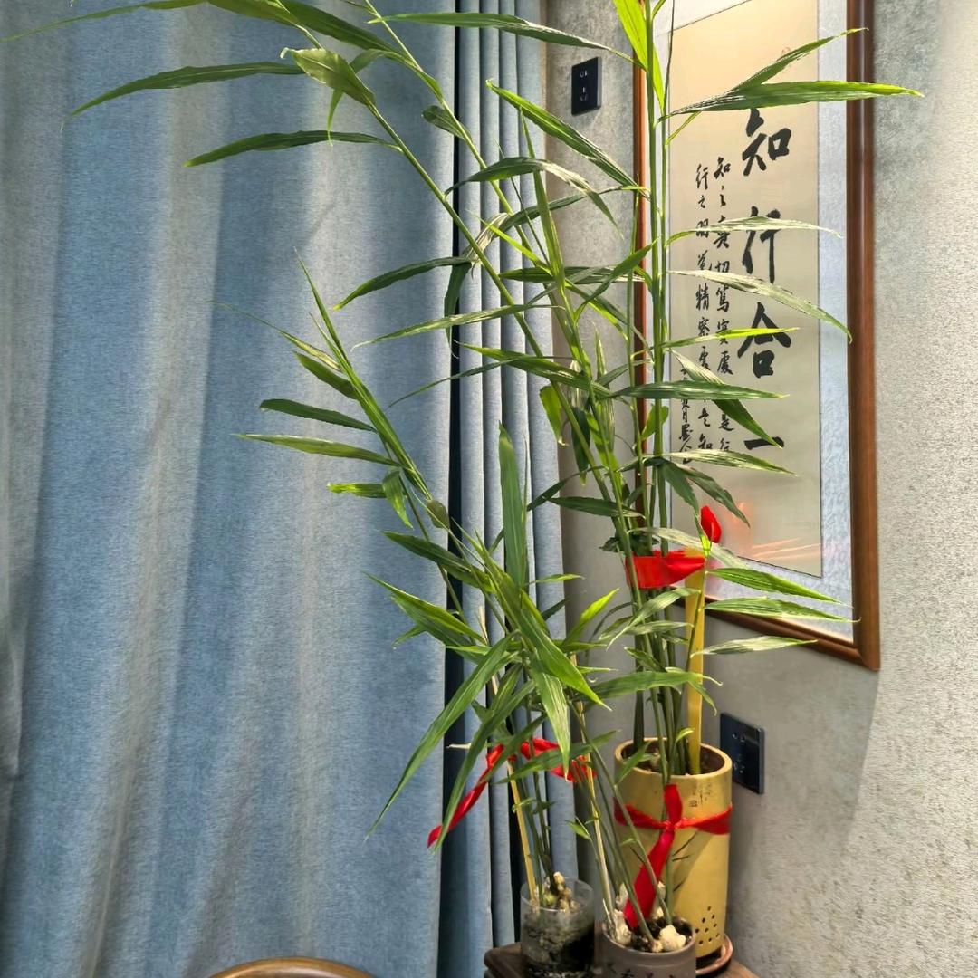 鲍旭