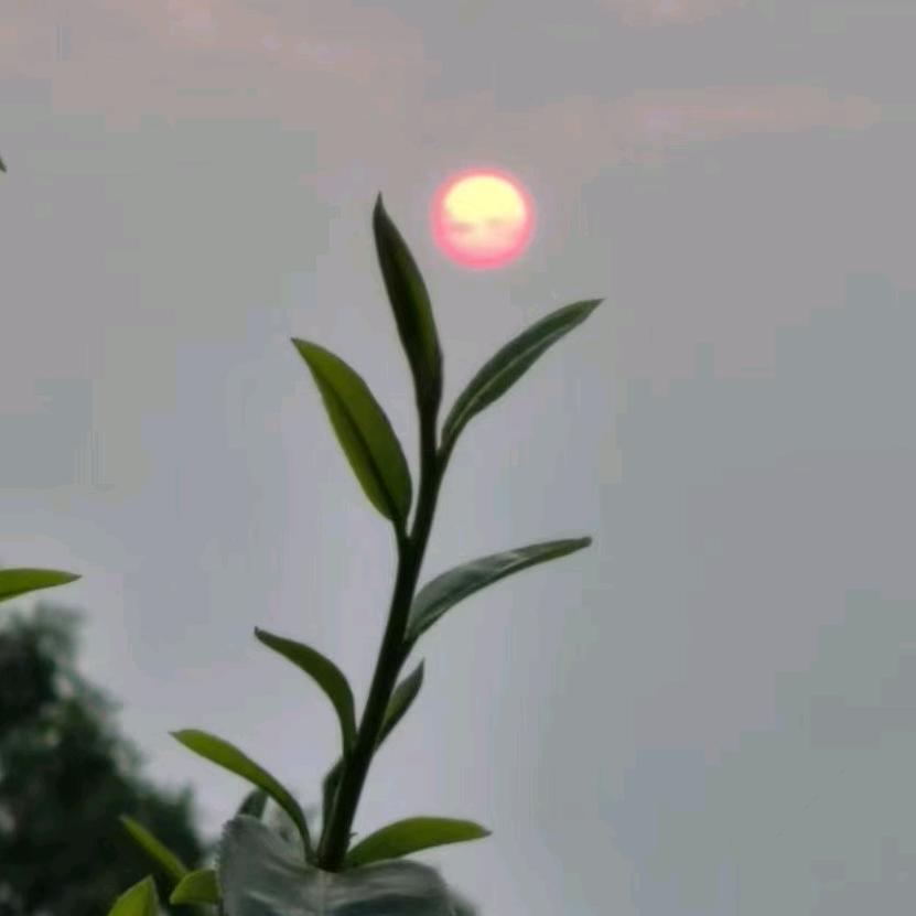 彤梓梦茶行，玉总