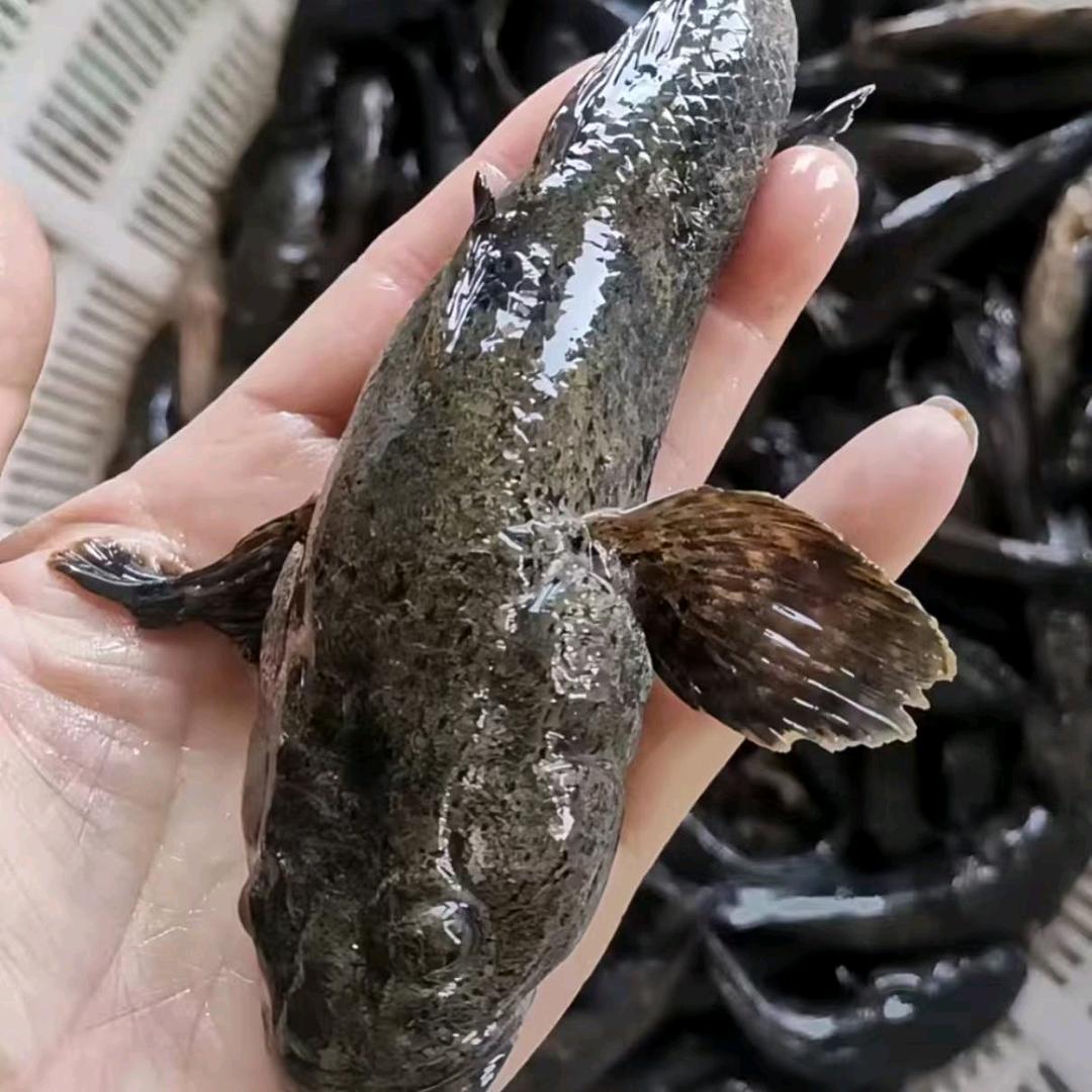 浙江虎头鲨大型养殖基地