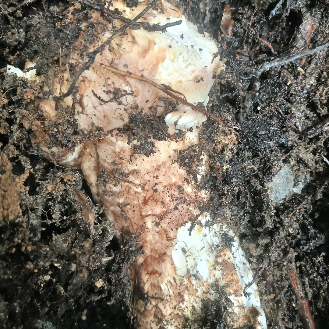 云南丽江巨甸的傈僳，我是大山的，小哥