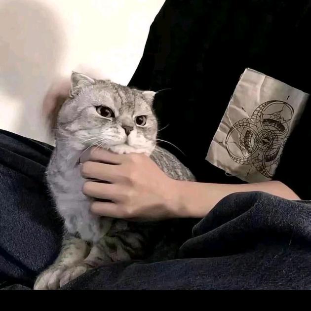 宗主ovo（不定时直播沉淀中）