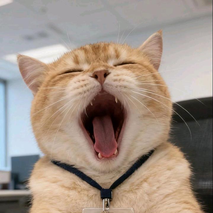 ♚吃兔子的猫₯㎕