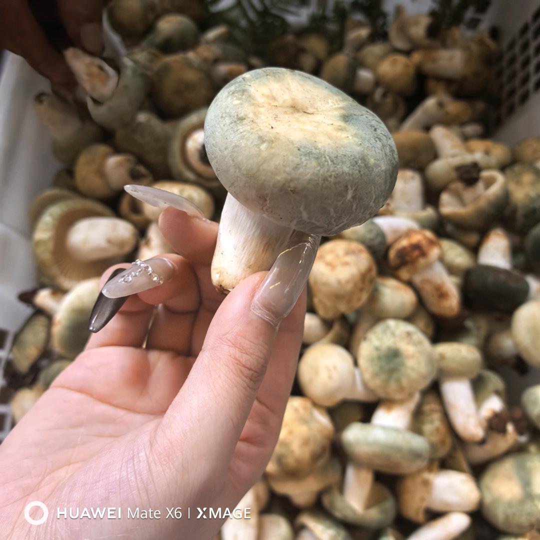 林禾野生菌