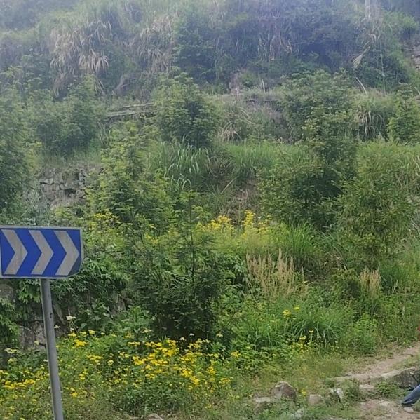 🍀荣若清风🍀