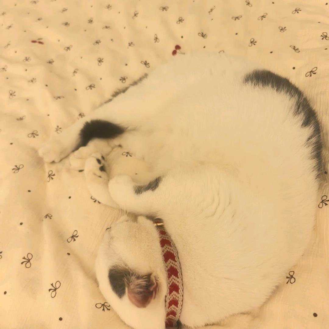 一秒睡咯💤🐳