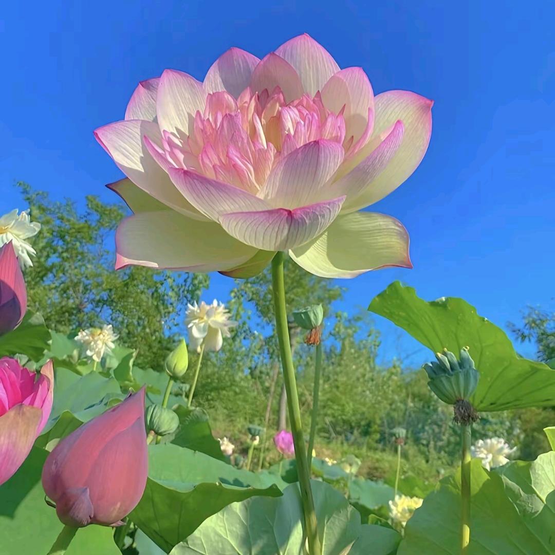 花好月圆