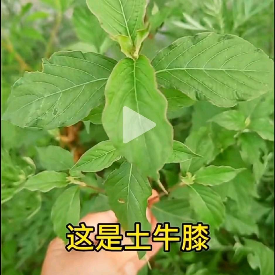 艾草