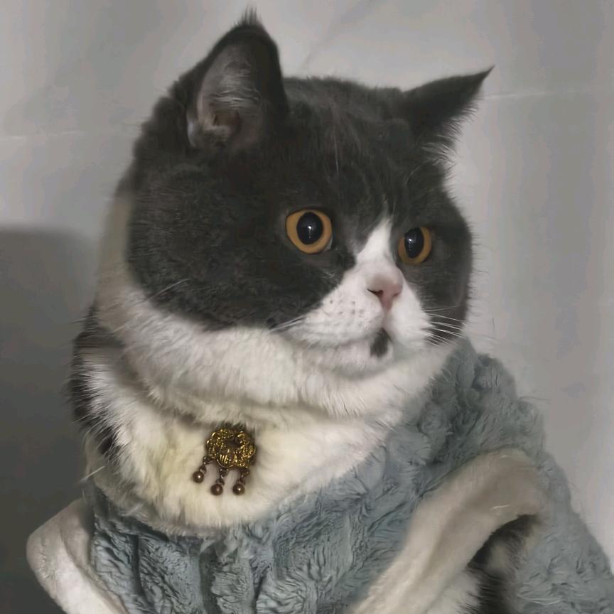汤圆猫meme小故事