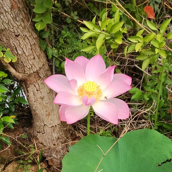 靈岩