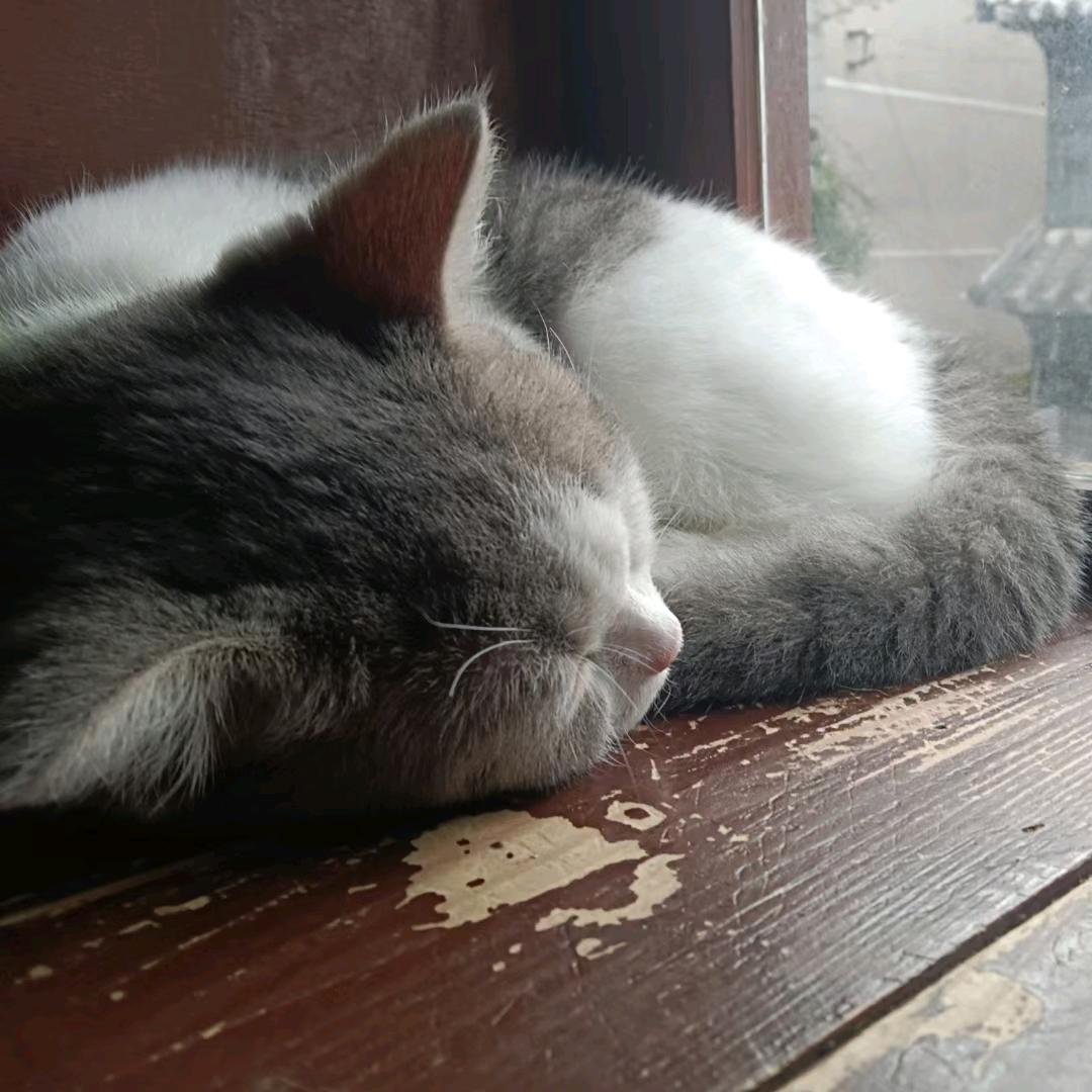 小明同学🐈
