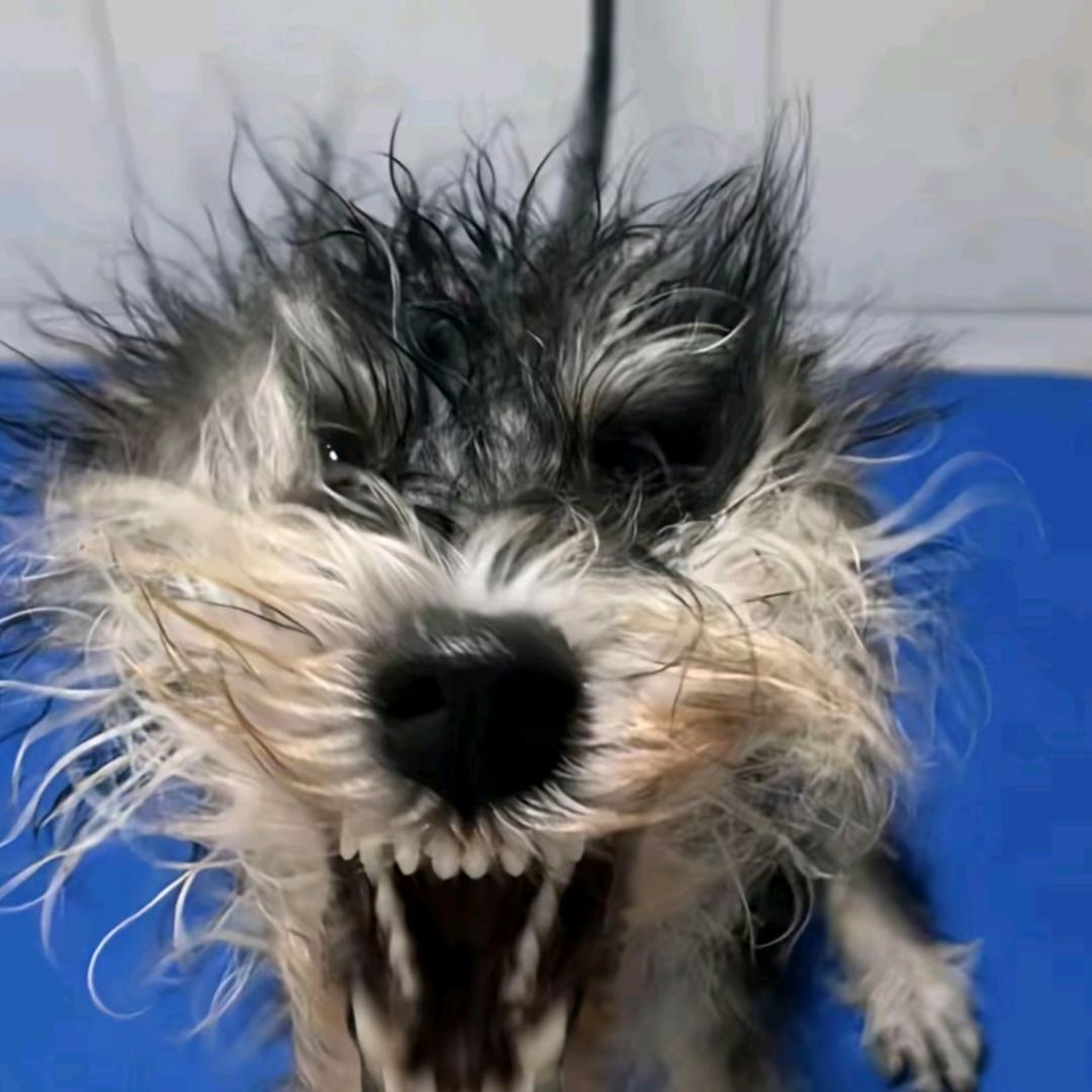 快去请如来给我上香