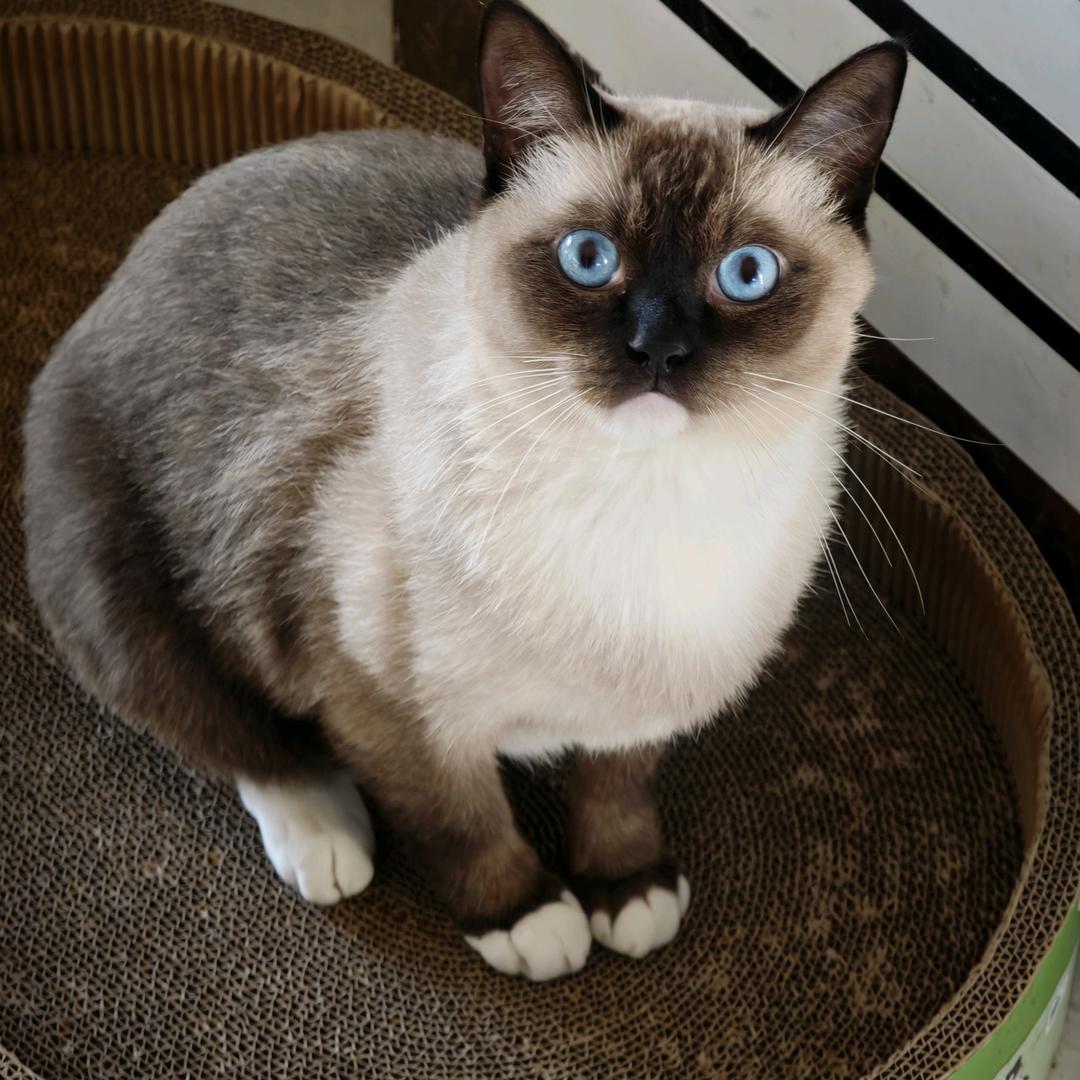 合肥微挖小挖出租